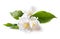 Jasmine white flower on white background