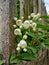 Jasmine white flowers fence palisade wooden