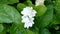Jasmine white flowers and leaves