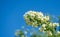 Jasmine white flowers Philadelphus coronarius sweet mock-orange in bloom. Flowering English dogwood wild on blue sky background