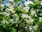 Jasmine white flowers Philadelphus coronarius sweet mock-orange in bloom. Flowering English dogwood wild in sunny spring garden