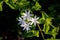 Jasminum  7 Petals (Jasminum multipartitum) Nature Flowers White, close up