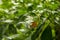 Jasminum grandiflorum, also known variously as the Spanish jasmine