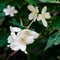 Jasminum grandiflorum, also known variously as the Spanish jasmine, Royal jasmine, Catalonian jasmine