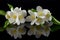 Jasminum. Jasmine flowers with reflection on black glass. Black background.