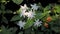 Jasminum multiflorum commonly known as star jasmine flowers and plants for multipurpose use