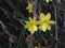 Jasminum Nudiflorum Plants Blossoming in Spring in Garden.