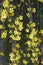 Jasminum nudiflorum shrub in bloom