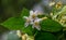 Jasminum officinale, common jasmine white flowers, bush olive