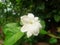 Jasminum sambac (Arabian jasmine or Sambac jasmine) flower or Melati Putih