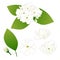 Jasminum sambac - Arabian jasmine. Vector Illustration. isolated on White Background
