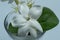 Jasminum sambac Indonesian: melati putih is one of the three national flowers in Indonesia.