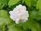 Jasminum sambac jasmine