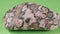Jasper leopard close-up on a green background. Decorative and ornamental stone mineral riolite.