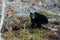 Jasper National Park, Alberta, Canada, black bear wanders, Travel Alberta, Canadian Rockies, Icefields parkway, Maligne Lake,