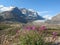 Jasper National Park, Fireweed Growing on Glacial Moraine at Athabasca Glacier in the Canadian Rocky Mountains, Alberta, Canada