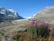 Jasper National Park, Icefields Parkway with Blooming Fireweed on Glacial Moraine near Athabasca Glacier, Alberta, Canada