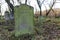 Jastrowie, wielkopolskie / Poland - November, 20, 2020: Old Jewish Cemetery. Matzevot among forest thickets