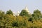 Jaswanth Thada behind Foliage