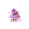 Jatamansi - Nardostachys jatamansi ayurvedic herb, flower. digital art illustration with text isolated on white. Healthy organic