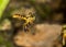 JataÃ­ bee flying macro photo - Bee Tetragonisca angustula