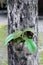 Jati tree or teak tree and green leaves