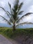 Jatiluwih, 25 June 2023 : Coconut palm trees in the countryside of Bali, Indonesia