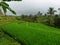 Jatiluwih Green Land UNESCO protected Rice Fields