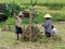 JATILUWIH, INDONESIA- JUNE, 16 2017: close up of workers weighing rice sheaves at jatiluwih, bali