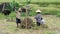 JATILUWIH, INDONESIA- JUNE, 16 2017: close up of workers weighing rice sheaves at jatiluwih, bali