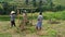 JATILUWIH, INDONESIA- JUNE, 16 2017: workers weighing rice at jatiluwih terraces, bali