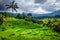 Jatiluwih paddy field rice terraces, Bali, Indonesia