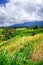 Jatiluwih paddy field rice terraces, Bali, Indonesia