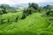 Jatiluwih rice terrace in Bali