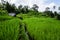 Jatiluwih rice terrace in Bali