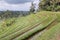 Jatiluwih ricefields terraces