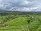 Jatiluwih UNESCO Rice Terrace Bali Indonesia