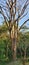 Jatoba Tree, Hymenaea courbaril,  detail green