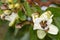 Jatobá fruits (Hymenaea courbaril), in selective focus. typical brazilian fruits