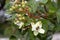 Jatobá fruits (Hymenaea courbaril), in selective focus. typical brazilian fruits