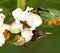 Jatobá fruits (Hymenaea courbaril), in selective focus. typical brazilian fruits