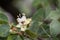 Jatobá fruits (Hymenaea courbaril), in selective focus. typical brazilian fruits