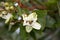 Jatobá fruits (Hymenaea courbaril), in selective focus. typical brazilian fruits