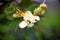 Jatobá fruits (Hymenaea courbaril), in selective focus. typical brazilian fruits