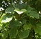 Jatropha curcas, Physic nut, Barbados nut