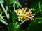 Jatropha flower bud with insect