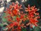 Jatropha flowers