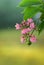 Jatropha flowers attracting bees, beautiful pink aromatic flowers, and buds branch against a soft bokeh background