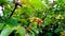 Jatropha gossypiifolia ellyache bush shrubby with fruits stock image close up