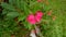 Jatropha integerrima flower or batavia flower with beautiful pink color in the garden